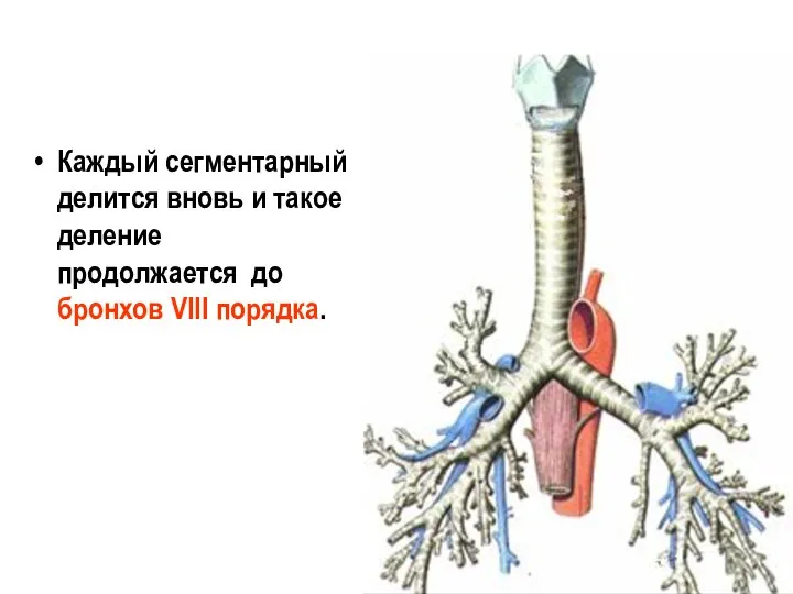 Каждый сегментарный делится вновь и такое деление продолжается до бронхов VIII порядка.