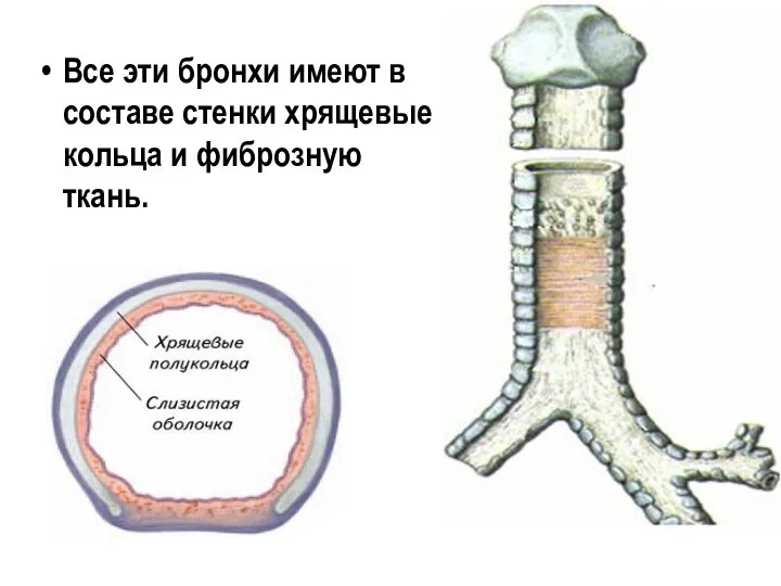 Все эти бронхи имеют в составе стенки хрящевые кольца и фиброзную ткань.