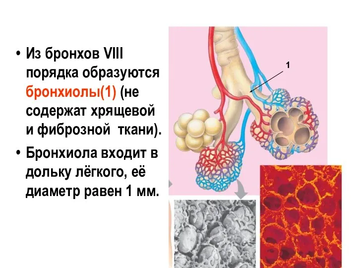 Из бронхов VIII порядка образуются бронхиолы(1) (не содержат хрящевой и фиброзной