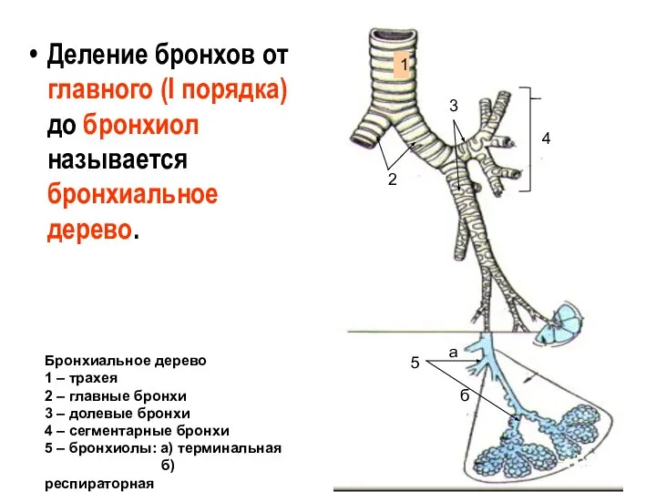 Деление бронхов от главного (I порядка) до бронхиол называется бронхиальное дерево.