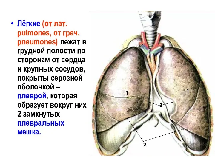 Лёгкие (от лат. pulmones, от греч. pneumones) лежат в грудной полости