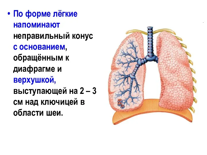 По форме лёгкие напоминают неправильный конус с основанием, обращённым к диафрагме