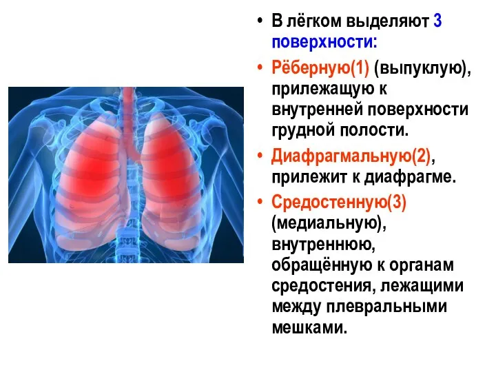 В лёгком выделяют 3 поверхности: Рёберную(1) (выпуклую), прилежащую к внутренней поверхности