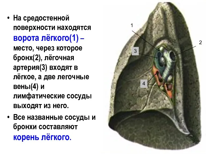 На средостенной поверхности находятся ворота лёгкого(1) – место, через которое бронх(2),