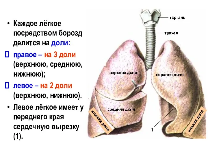 Каждое лёгкое посредством борозд делится на доли: правое – на 3