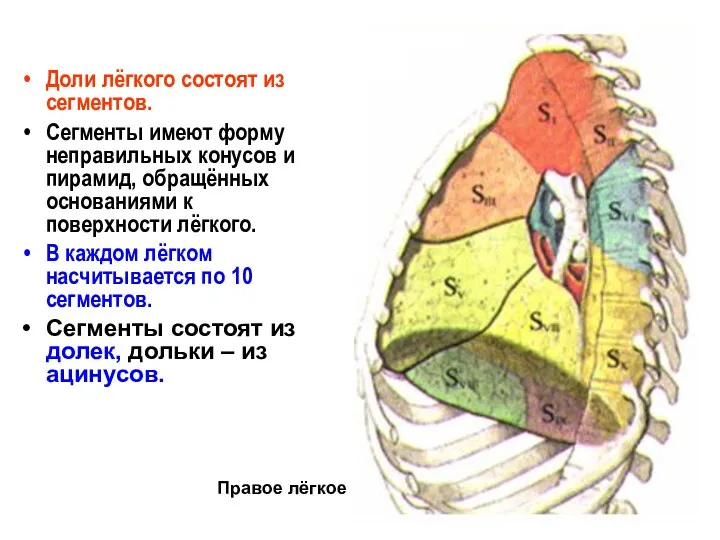 Доли лёгкого состоят из сегментов. Сегменты имеют форму неправильных конусов и