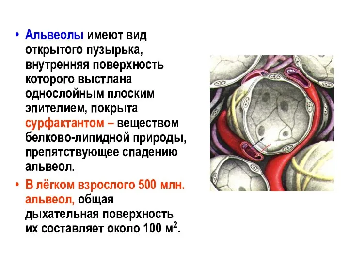 Альвеолы имеют вид открытого пузырька, внутренняя поверхность которого выстлана однослойным плоским