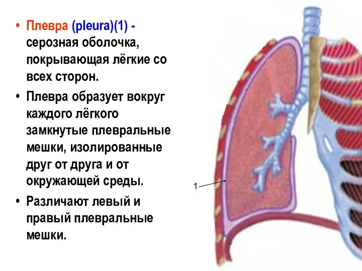 Плевра (pleura)(1) - серозная оболочка, покрывающая лёгкие со всех сторон. Плевра