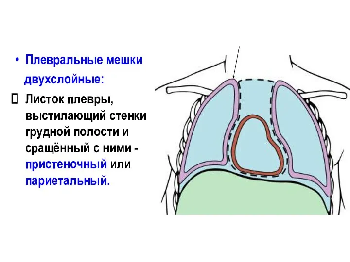 Плевральные мешки двухслойные: Листок плевры, выстилающий стенки грудной полости и сращённый