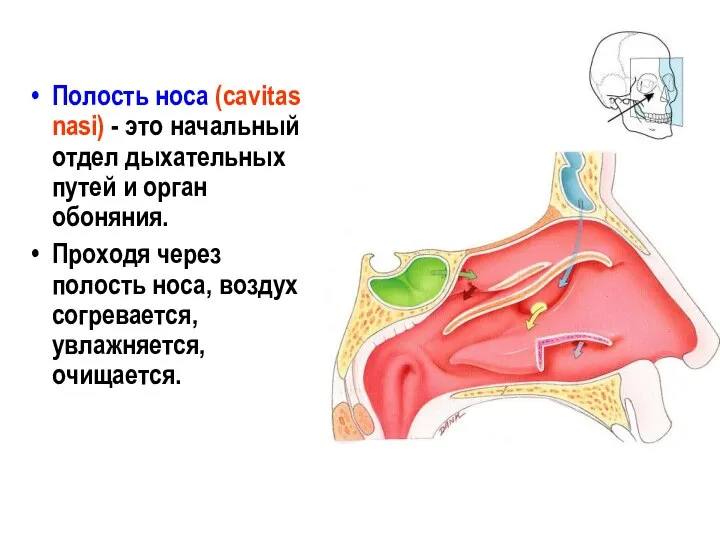 Полость носа (cavitas nasi) - это начальный отдел дыхательных путей и