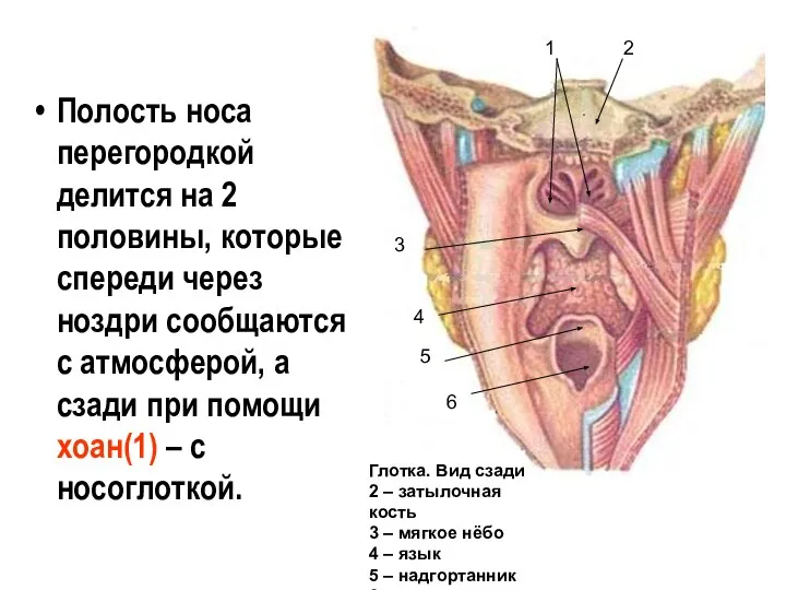 Полость носа перегородкой делится на 2 половины, которые спереди через ноздри