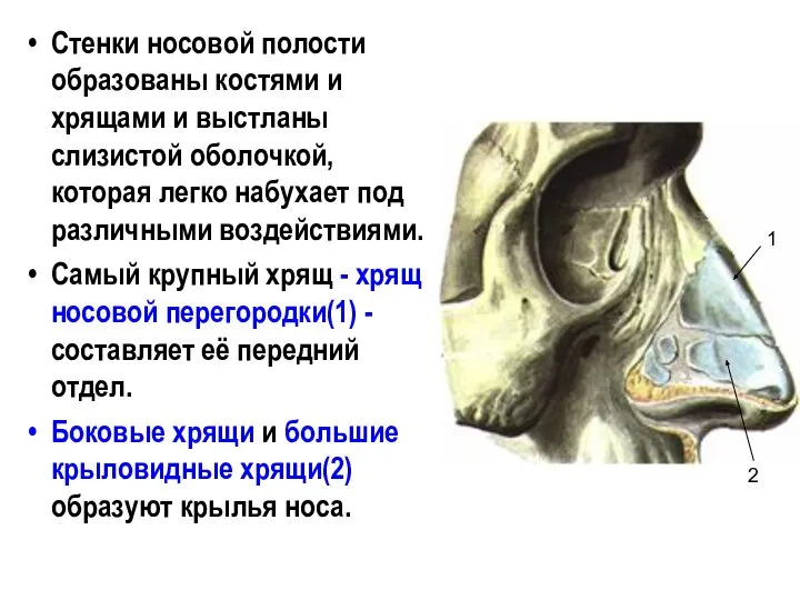 Стенки носовой полости образованы костями и хрящами и выстланы слизистой оболочкой,