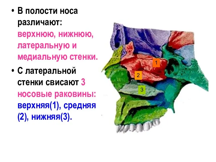 В полости носа различают: верхнюю, нижнюю, латеральную и медиальную стенки. С