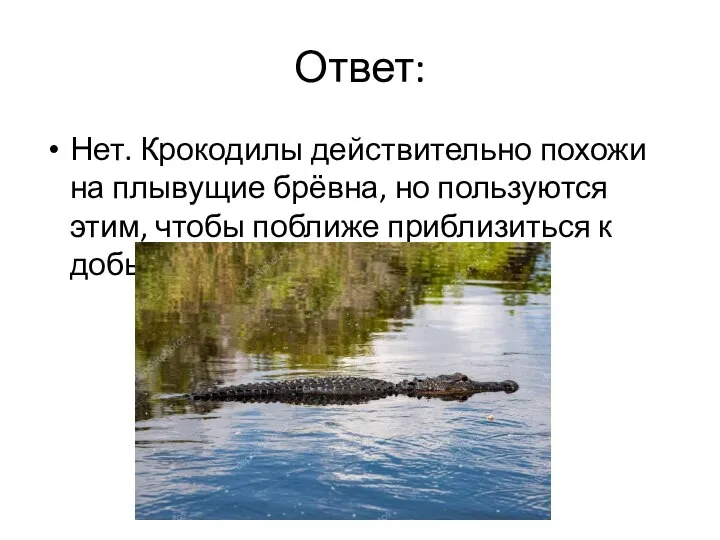 Ответ: Нет. Крокодилы действительно похожи на плывущие брёвна, но пользуются этим, чтобы поближе приблизиться к добыче.