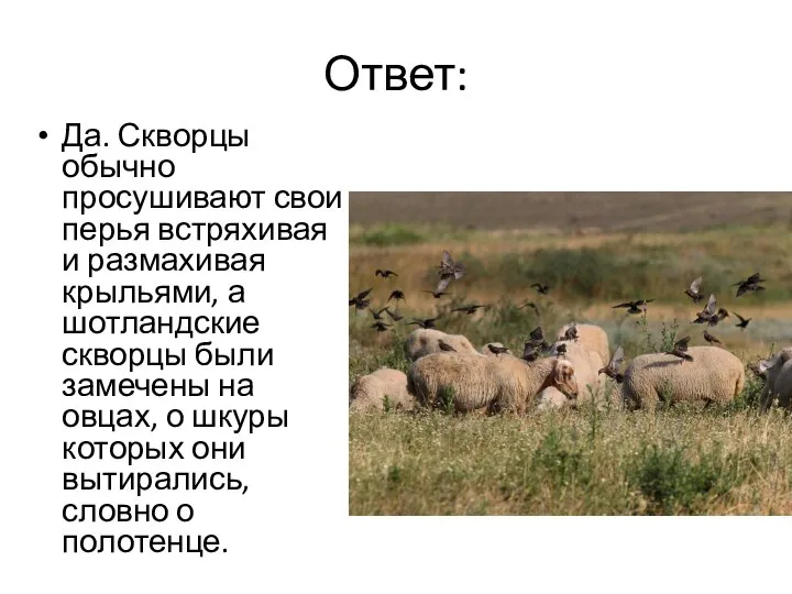 Ответ: Да. Скворцы обычно просушивают свои перья встряхивая и размахивая крыльями,