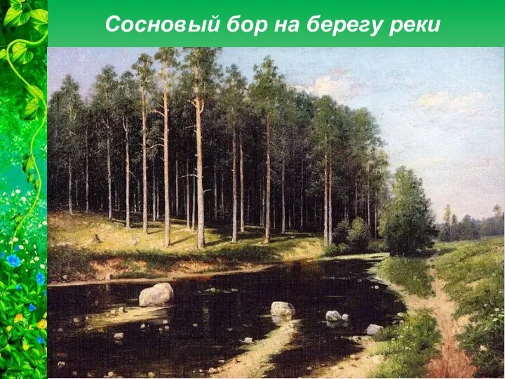 Сосновый бор на берегу реки