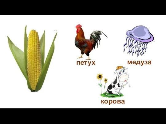 медуза петух корова