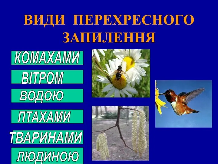 ВИДИ ПЕРЕХРЕСНОГО ЗАПИЛЕННЯ КОМАХАМИ ВІТРОМ ВОДОЮ ПТАХАМИ ТВАРИНАМИ ЛЮДИНОЮ