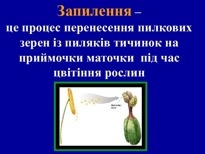 Запилення – це процес перенесення пилкових зерен із пиляків тичинок на