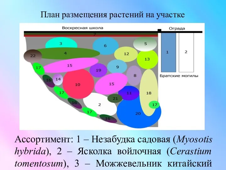 План размещения растений на участке Ассортимент: 1 – Незабудка садовая (Myosotis