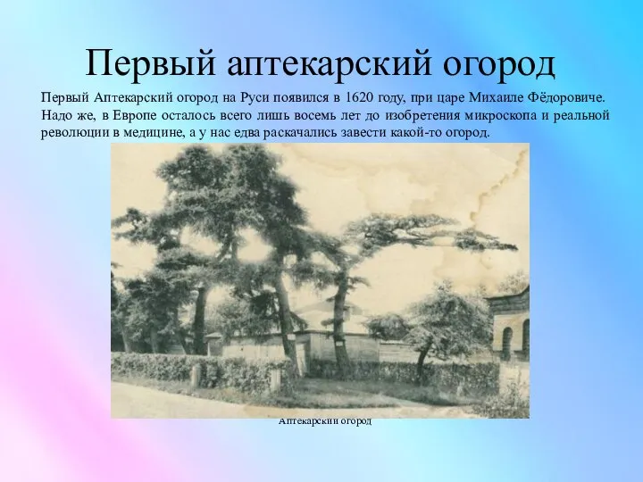 Первый аптекарский огород Первый Аптекарский огород на Руси появился в 1620