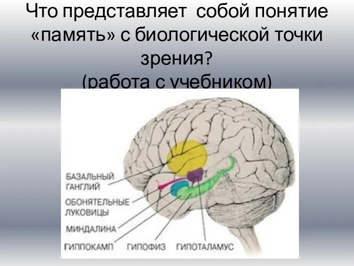 Что представляет собой понятие «память» с биологической точки зрения? (работа с учебником)