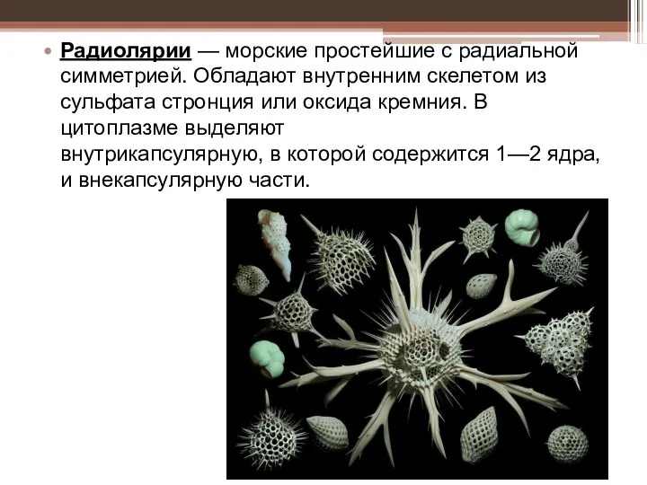 Радиолярии — морские простейшие с радиальной симметрией. Обладают внутренним скелетом из