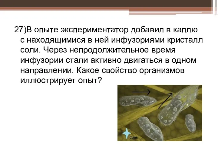 27)В опыте экспериментатор добавил в каплю с находящимися в ней инфузориями