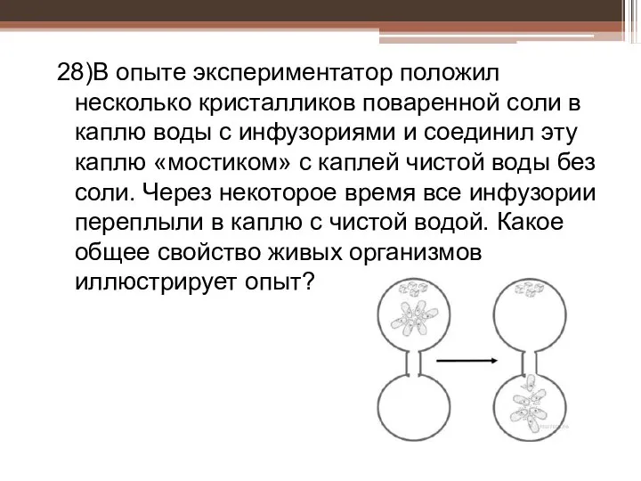 28)В опыте экспериментатор положил несколько кристалликов поваренной соли в каплю воды