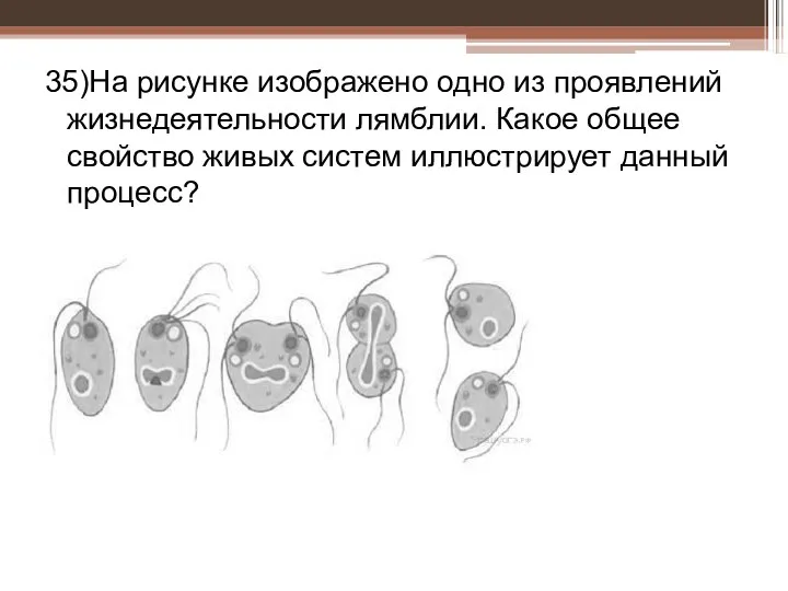 35)На рисунке изображено одно из проявлений жизнедеятельности лямблии. Какое общее свойство живых систем иллюстрирует данный процесс?