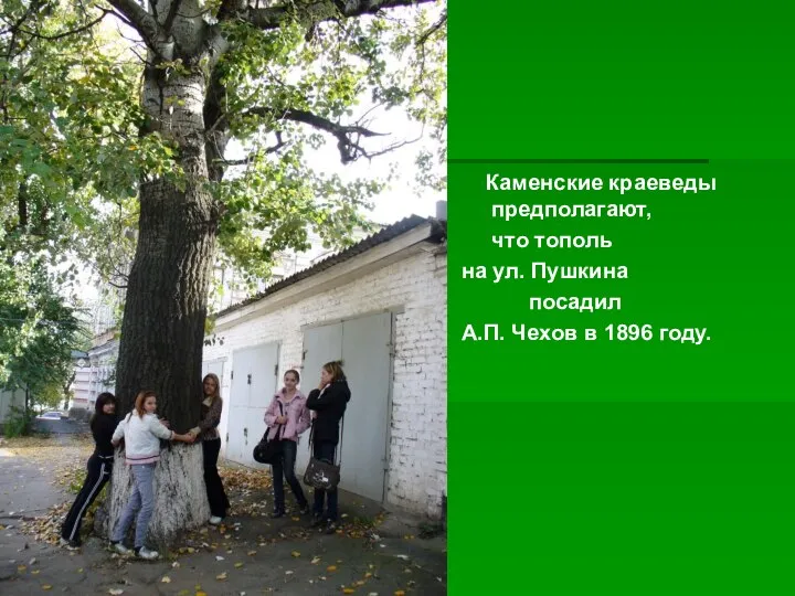 Каменские краеведы предполагают, что тополь на ул. Пушкина посадил А.П. Чехов в 1896 году.