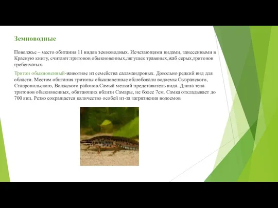 Земноводные Поволжье – место обитания 11 видов земноводных. Исчезающими видами, занесенными