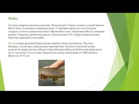 Рыбы Сегодня самарские водоемы населяют 50 видов рыб. Совсем недавно основой