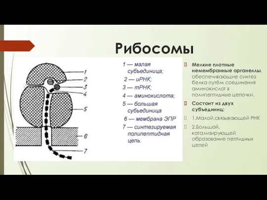 Рибосомы Мелкие плотные немембранные органеллы, обеспечивающие синтез белка путём соединения аминокислот