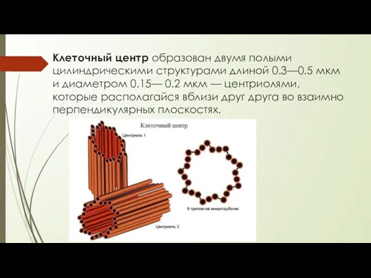 Клеточный центр образован двумя полыми цилиндрическими структурами длиной 0.3—0.5 мкм и