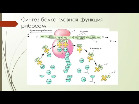 Синтез белка-главная функция рибосом