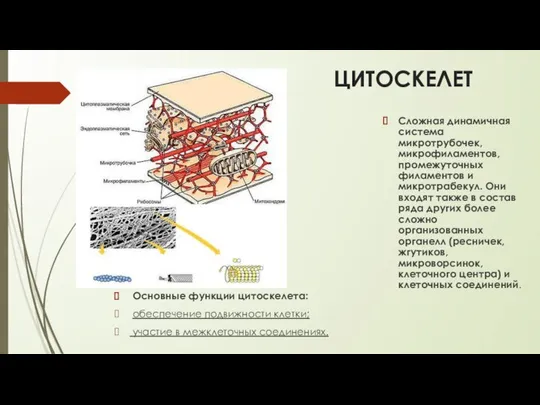 ЦИТОСКЕЛЕТ Сложная динамичная система микротрубочек, микрофиламентов, промежуточных филаментов и микротрабекул. Они