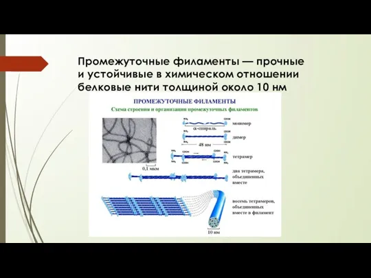 Промежуточные филаменты — прочные и устойчивые в химическом отношении белковые нити толщиной около 10 нм