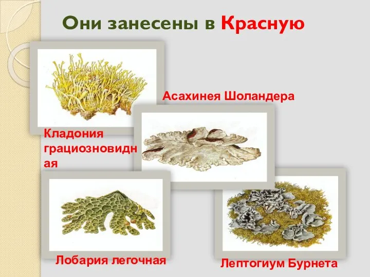 Они занесены в Красную книгу Лобария легочная Лептогиум Бурнета Кладония грациозновидная Асахинея Шоландера