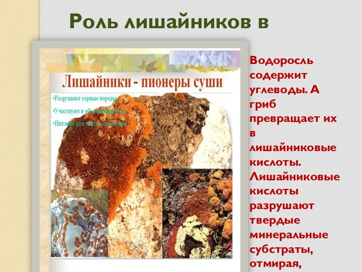 Роль лишайников в природе Водоросль содержит углеводы. А гриб превращает их