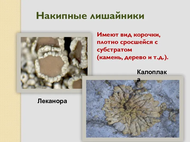 Накипные лишайники Леканора Калоплака Имеют вид корочки, плотно сросшейся с субстратом (камень, дерево и т.д.).