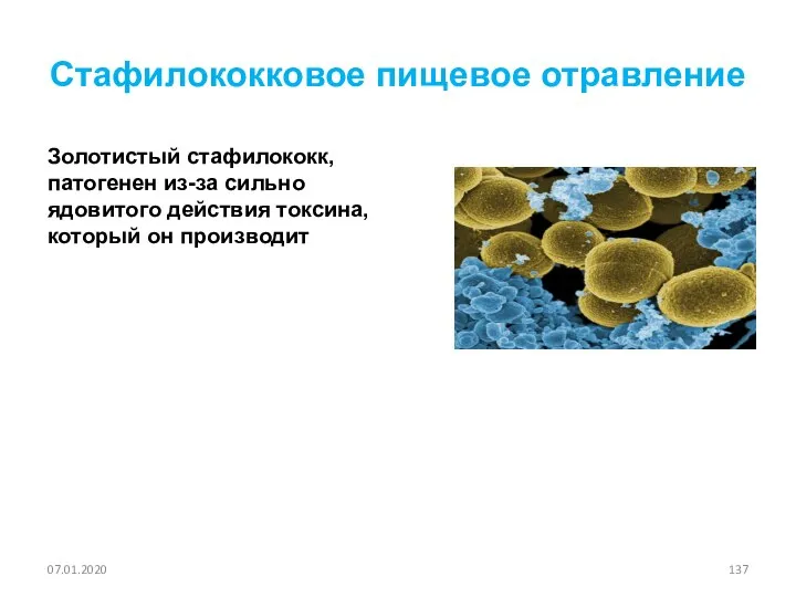 Стафилококковое пищевое отравление Золотистый стафилококк, патогенен из-за сильно ядовитого действия токсина, который он производит 07.01.2020