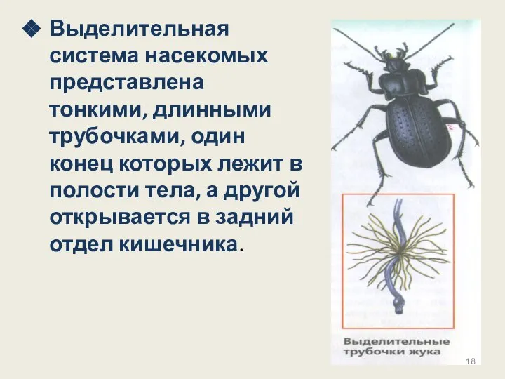 Выделительная система насекомых представлена тонкими, длинными трубочками, один конец которых лежит
