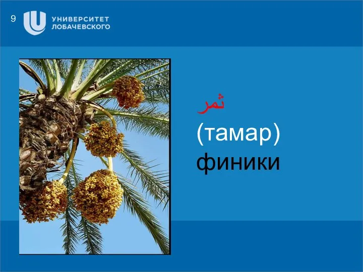 9 ثمر (тамар) финики