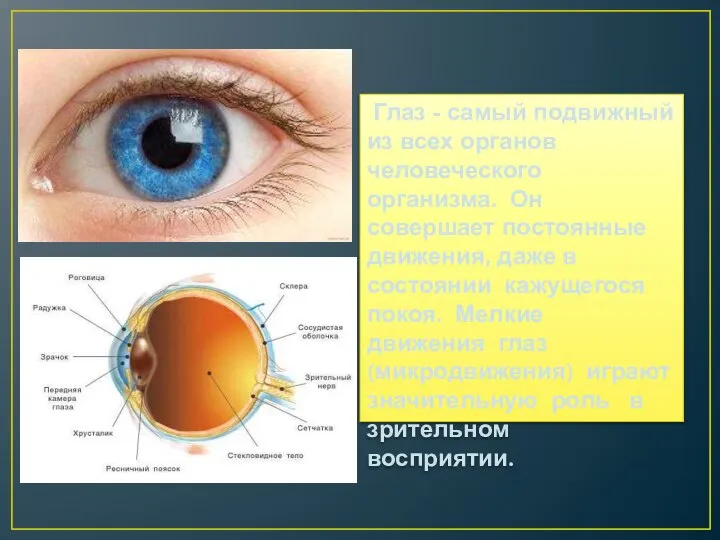 Глаз - самый подвижный из всех органов человеческого организма. Он совершает