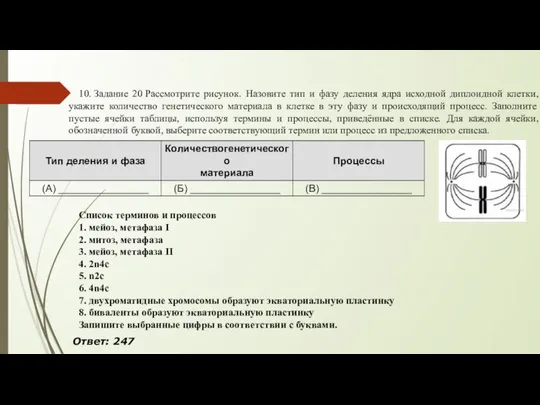 10. Задание 20 Рассмотрите рисунок. Назовите тип и фазу деления ядра