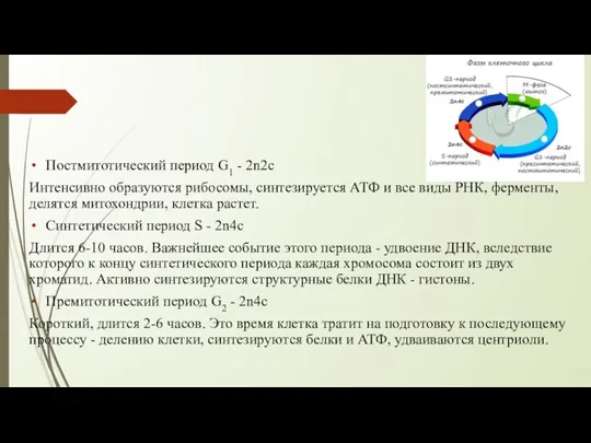 Постмитотический период G1 - 2n2c Интенсивно образуются рибосомы, синтезируется АТФ и