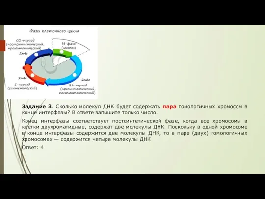 Задание 3. Сколько молекул ДНК будет содержать пара гомологичных хромосом в