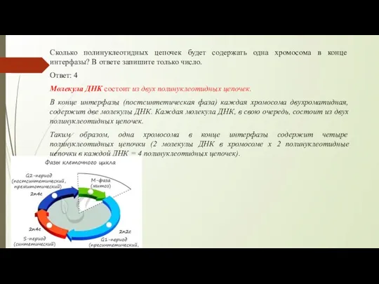 Сколько полинуклеотидных цепочек будет содержать одна хромосома в конце интерфазы? В