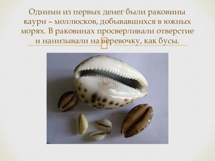 Одними из первых денег были раковины каури – моллюсков, добывавшихся в